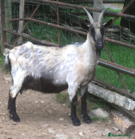 Goats livestock - Advert 3