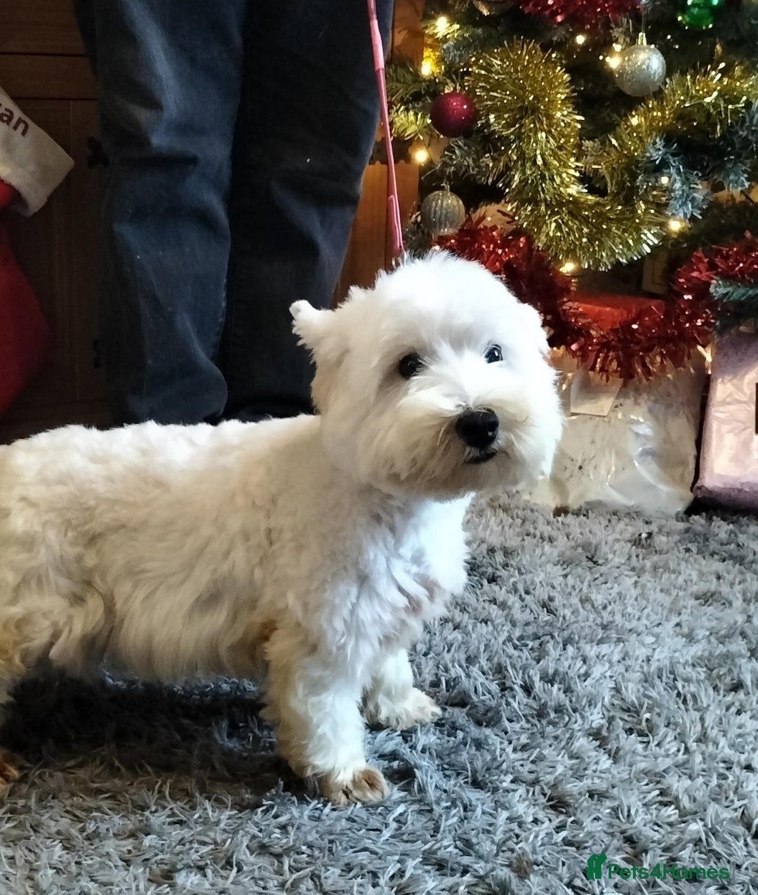 West Highland Terrier dogs for sale: 2yo KC westie girl  - Advert 7