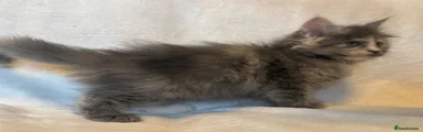 Maine Coon 7