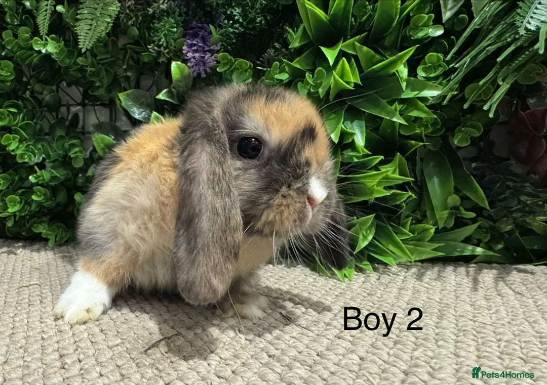 Mini Lop rabbits for sale: Mini lops ready to reserve  - Advert 7