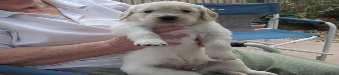 Golden Retriever Puppy 4