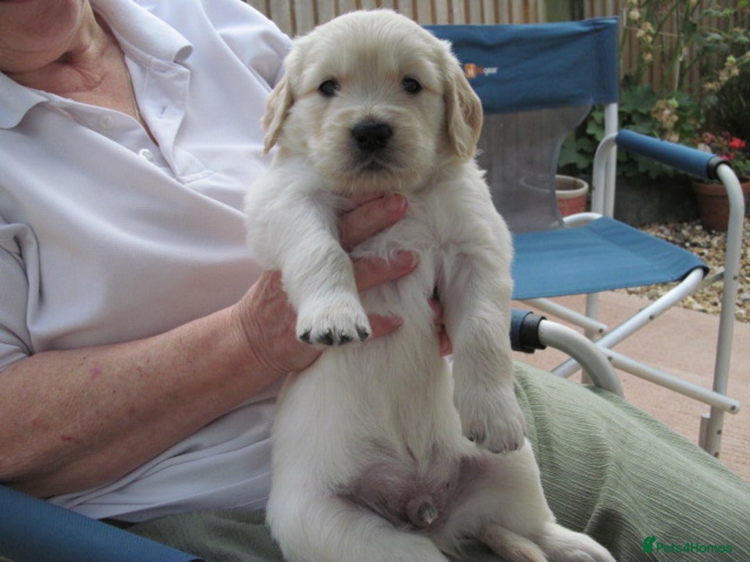 Golden Retriever dogs for sale: Stunning Golden Retriever Puppies - Image 8
