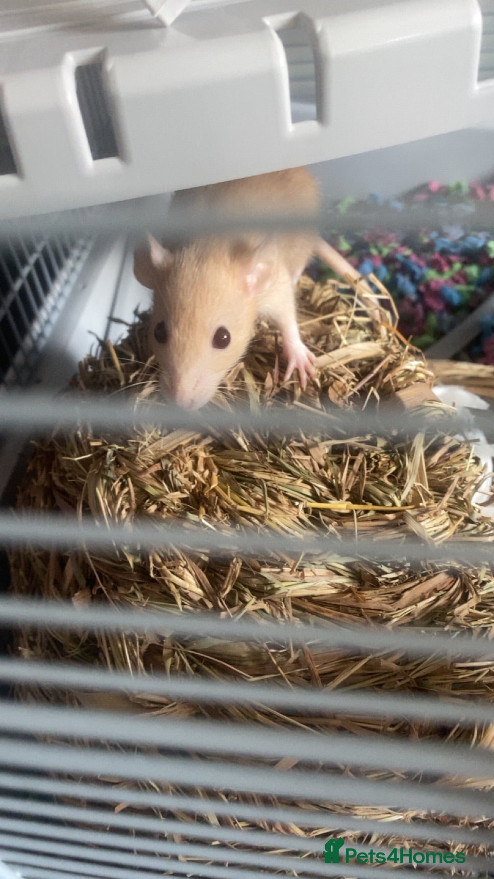 Rat rodents 2 femail rats for sale with cage - Advert 3