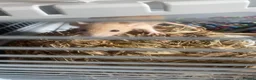 Rat rodents for sale: 2 femail rats for sale with cage in Redditch - Advert 1