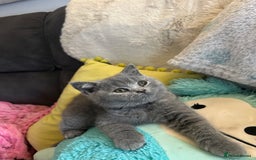 British Shorthair cats for sale: BEAUTIFUL BABY BLUE KITTENS  - Image 8