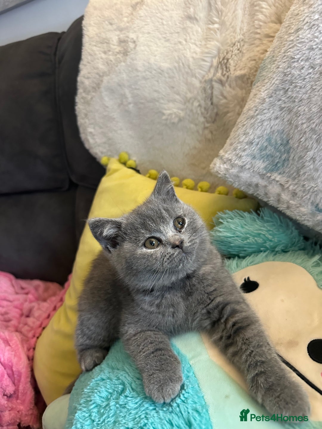 British Shorthair cats for sale: BEAUTIFUL BABY BLUE KITTENS  - Image 8
