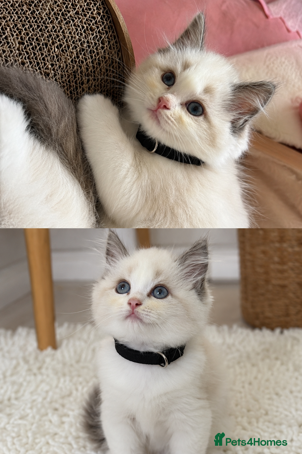 British Shorthair cats Last male Beautiful Ragdoll Kitten Available - Advert 14