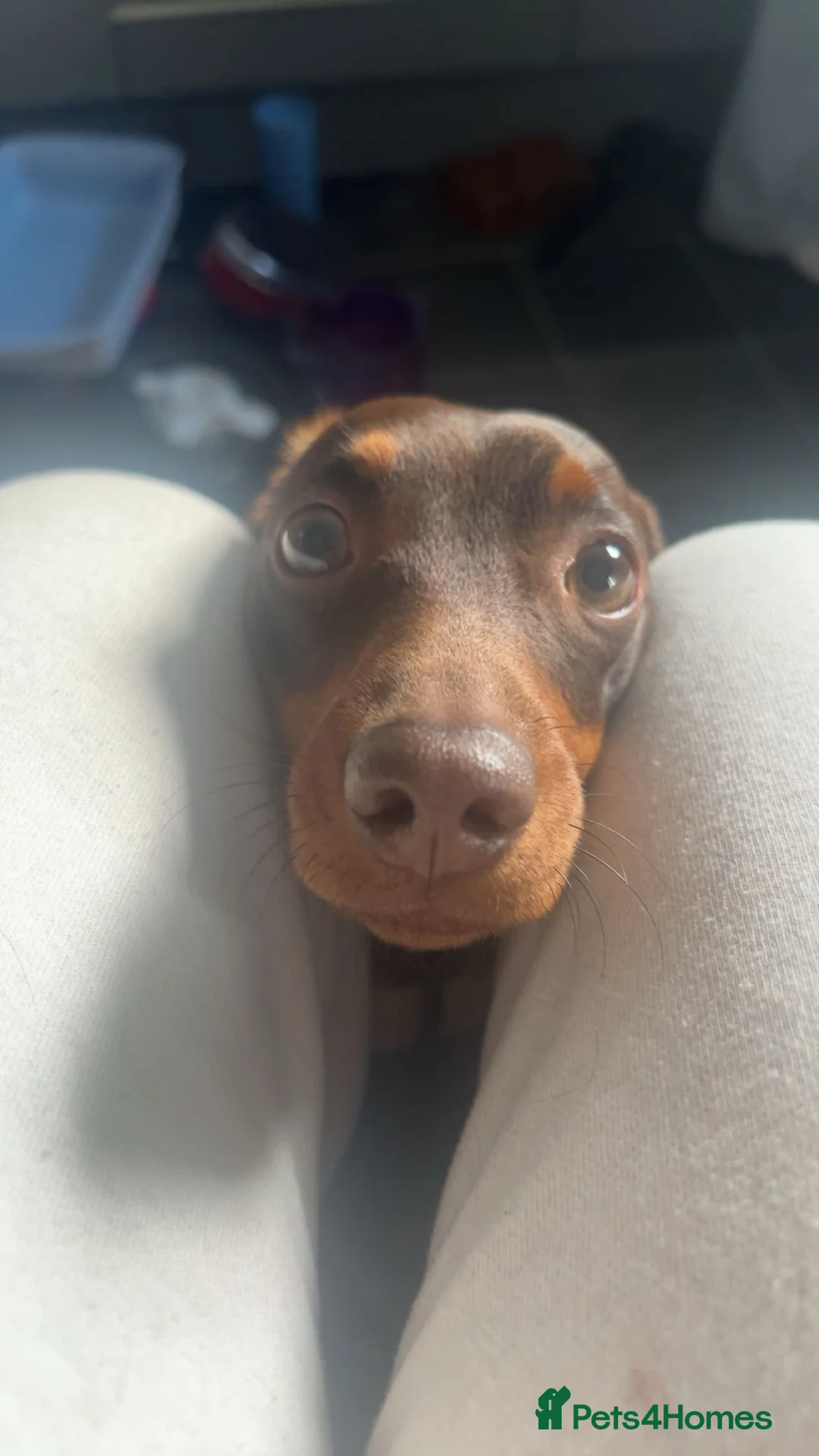 Dachshund dogs for sale: Very cute very well trained dachshund  in Jedburgh - Advert 3
