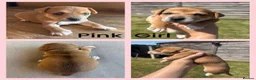 Jack Russell dogs for sale: Beautiful Tiny Full Jack Russell puppies  - Advert 6