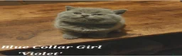 British Shorthair cats for sale: ⭐️ Exceptional GCCF registered kittens ⭐️ in Abertillery - Advert 7
