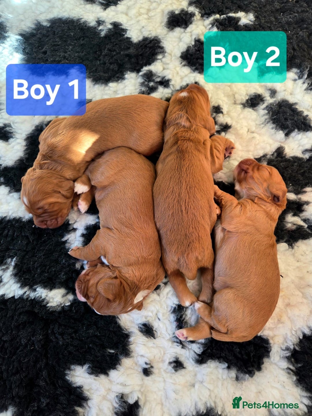 Cocker Spaniel dogs for sale: Stunning KC reg red working cocker pups - Advert 4
