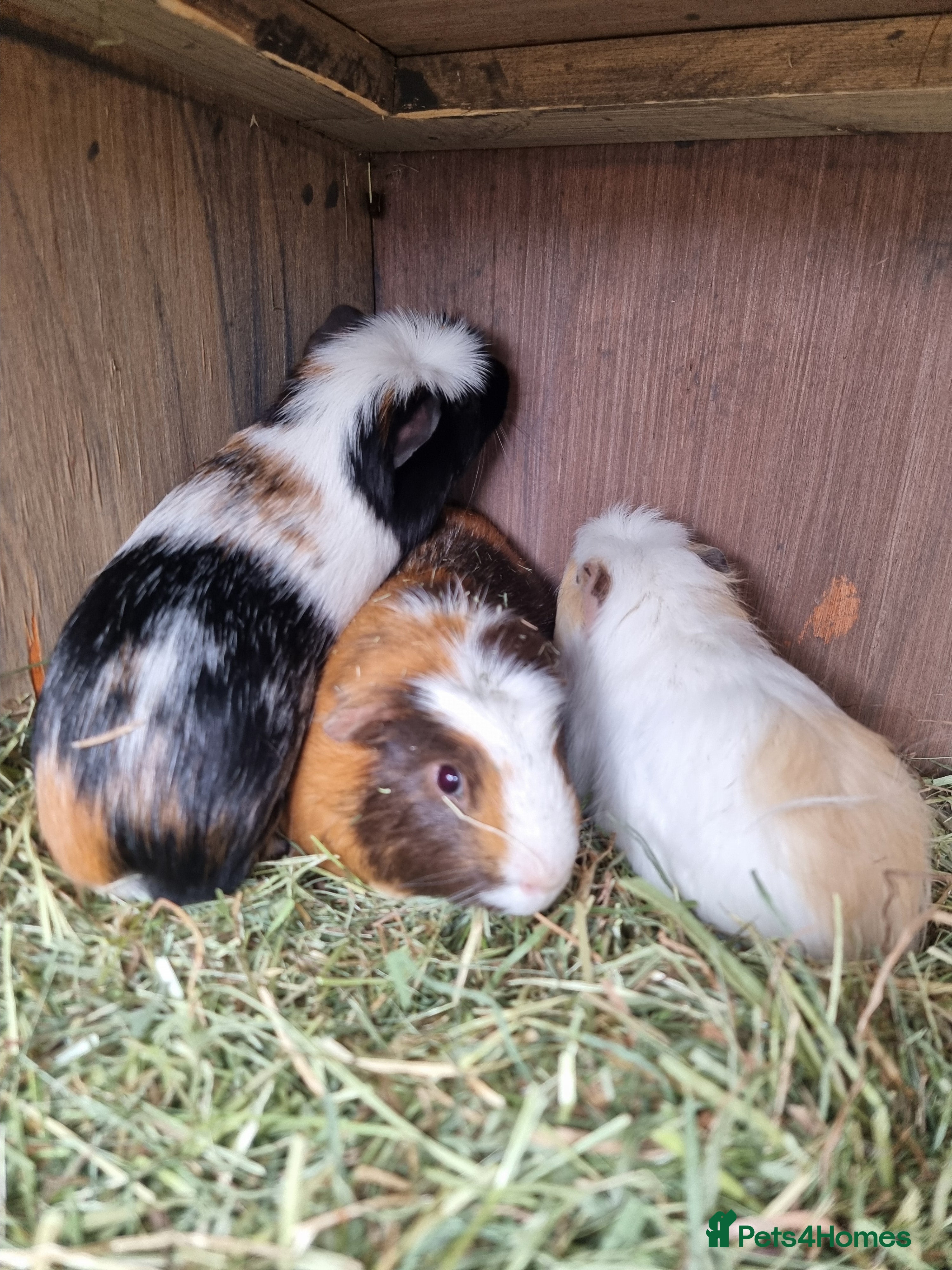 Guinea Pig rodents 6 Healthy Young Guineas for sale  - Advert 9