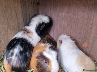 Guinea Pig rodents 6 Healthy Young Guineas for sale - Advert 2