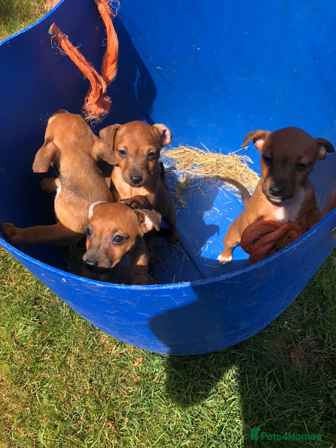 Lakeland Terrier dogs for sale: Lakeland terrier puppies - Image 4