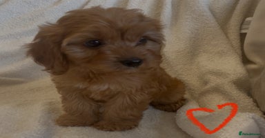 Cavapoo dogs - Advert 3
