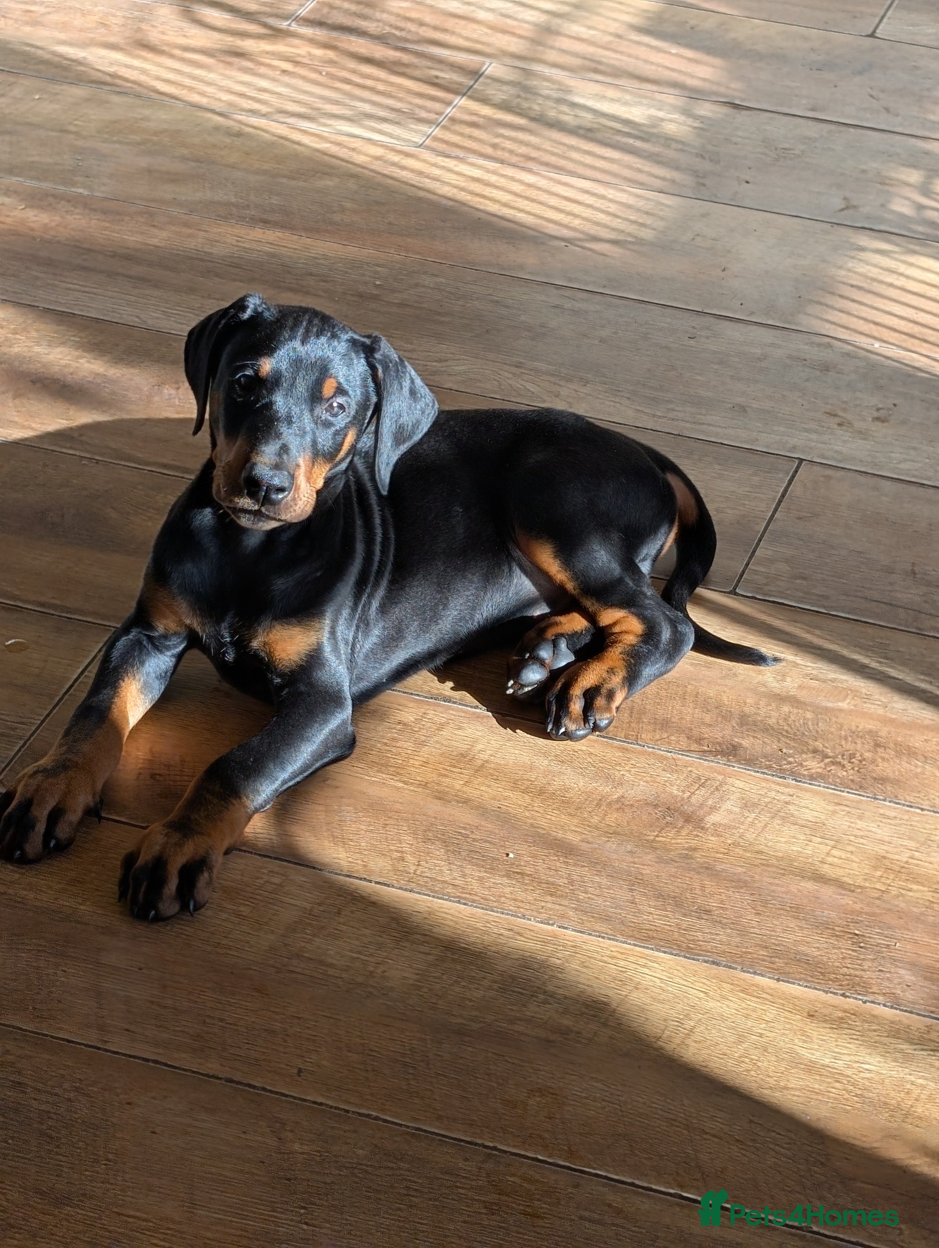 Dobermann dogs Beautiful KC Doberman Pups - Advert 2