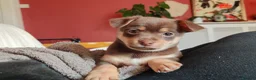 Mixed Breed dogs for sale: Dameranian Puppy for sale in Plymouth - Advert 1