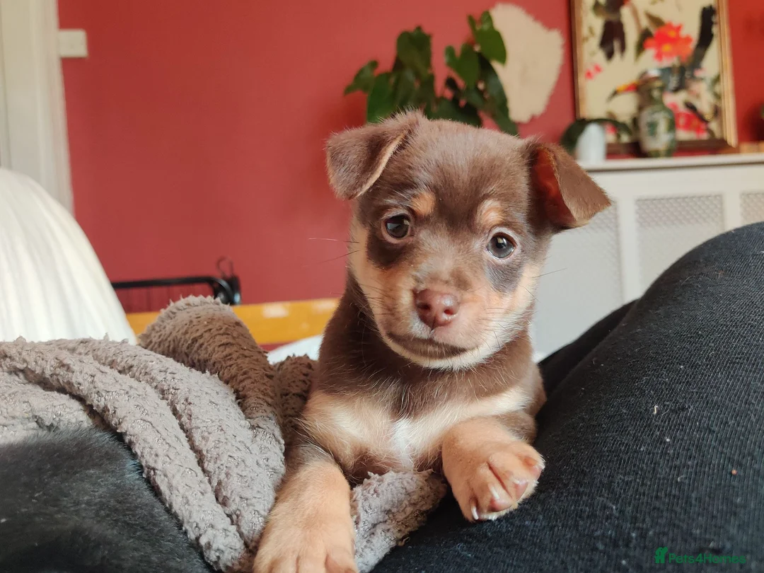 Mixed Breed dogs for sale: Dameranian Puppy for sale in Plymouth - Advert 1