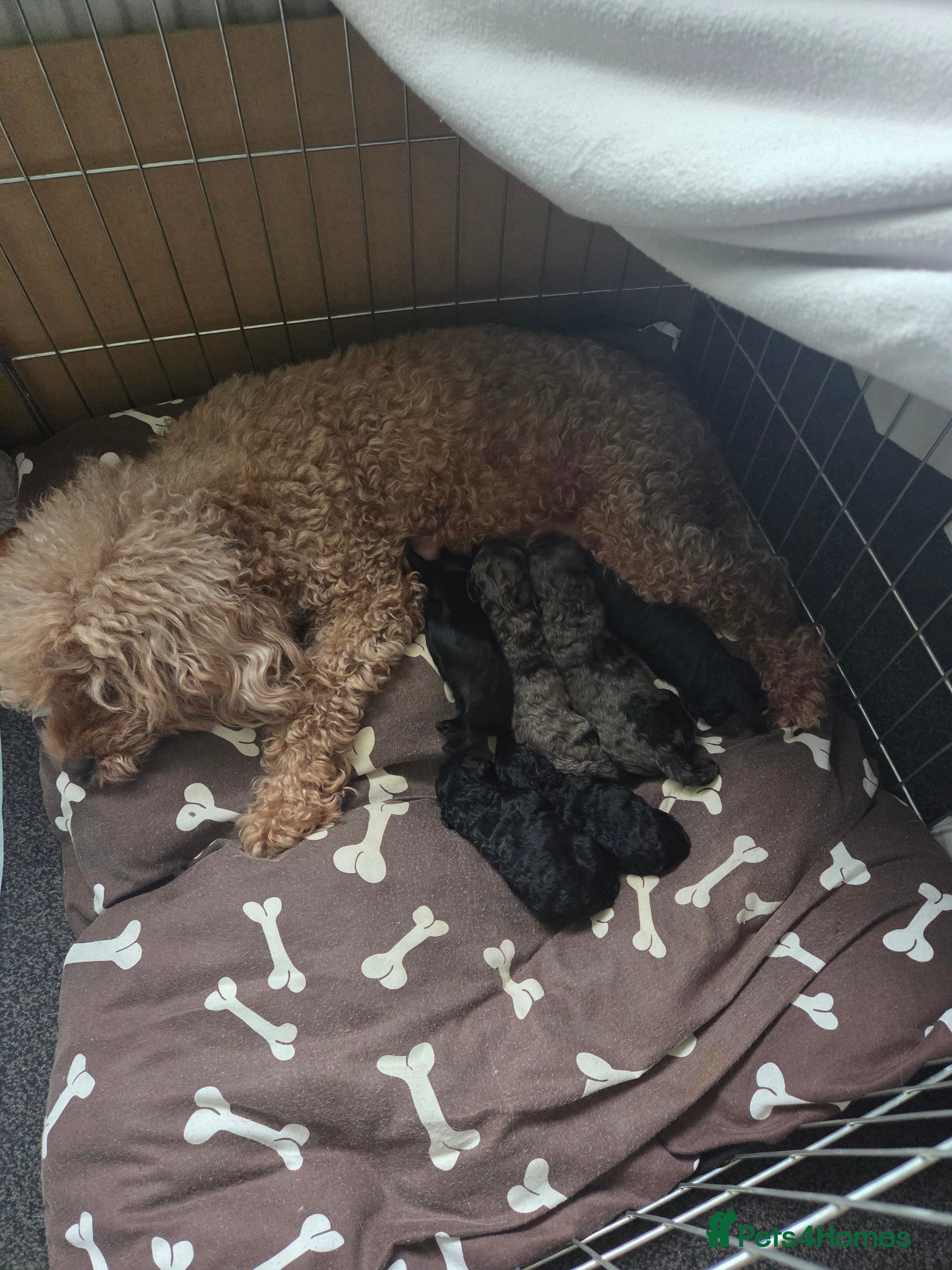 Cockapoo dogs Puppy cockapoos  - Advert 8