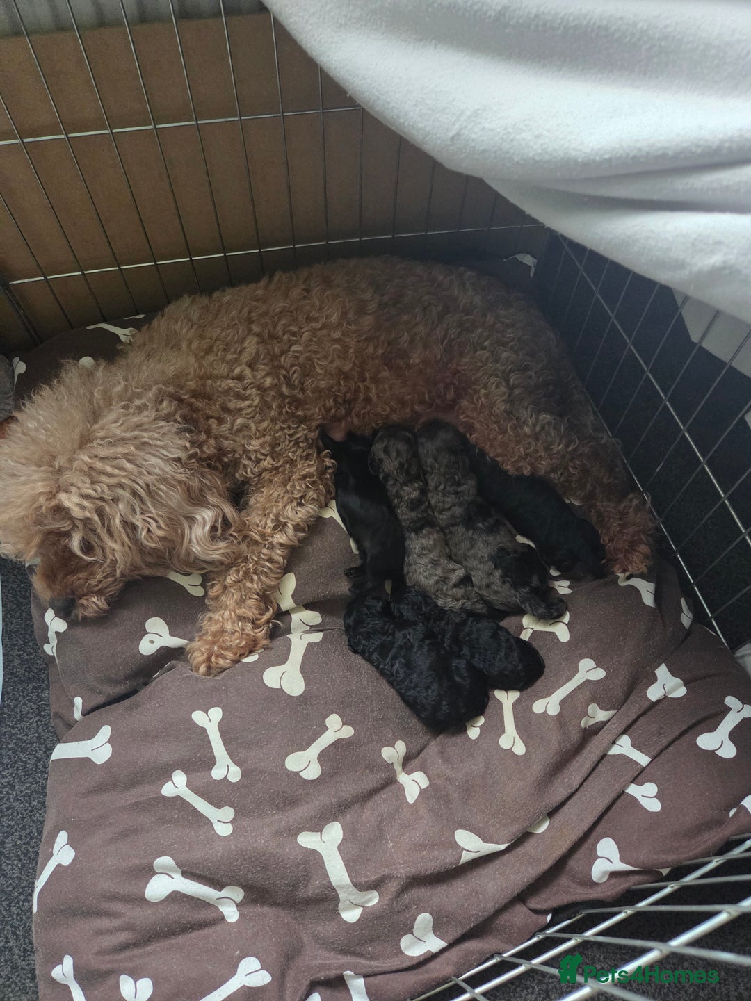 Cockapoo dogs for sale: Puppy cockapoos  - Advert 1