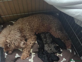 Cockapoo dogs Puppy cockapoos - Advert 1