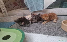 Maine Coon cats for sale: Planned summer babies looking for forever homes - Image 16