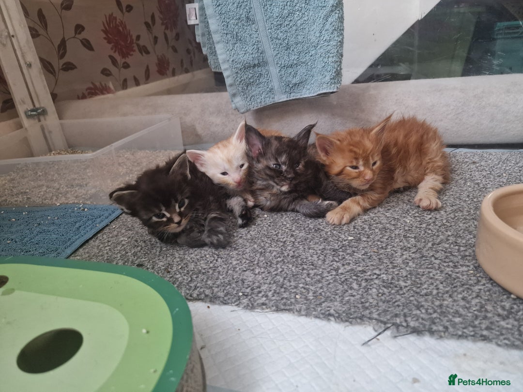 Maine Coon cats for sale: Planned summer babies looking for forever homes - Image 16