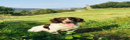 English Springer Spaniel dogs for stud: FOR STUD in Pontypridd - Advert 4
