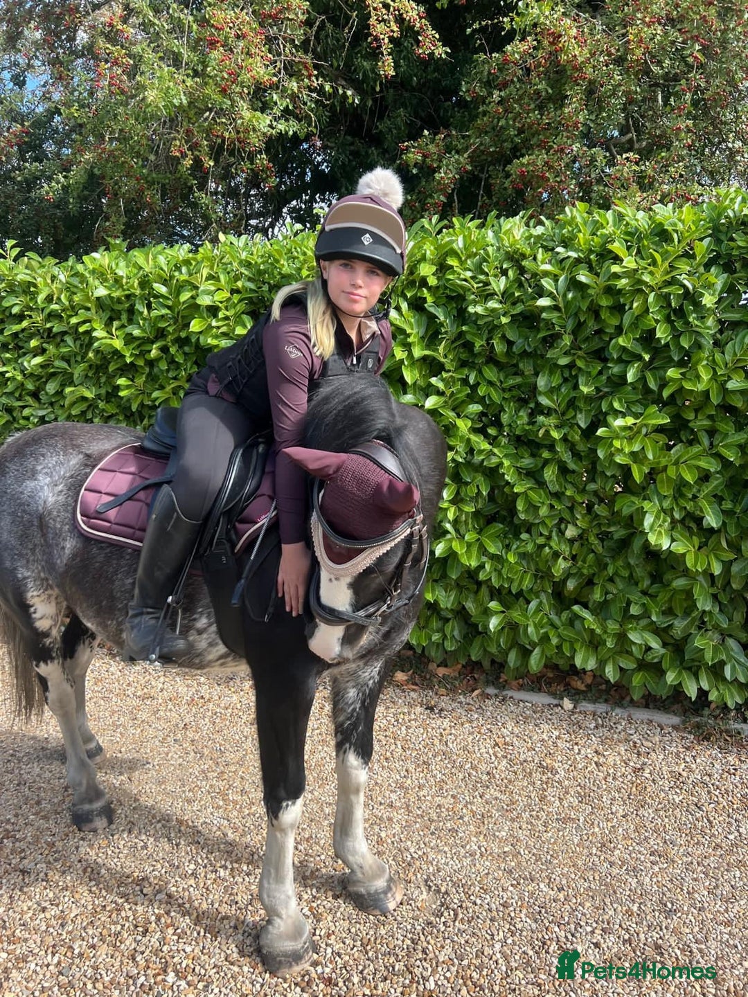 Irish Cob horses for sale: Fantastic first pony - Image 7