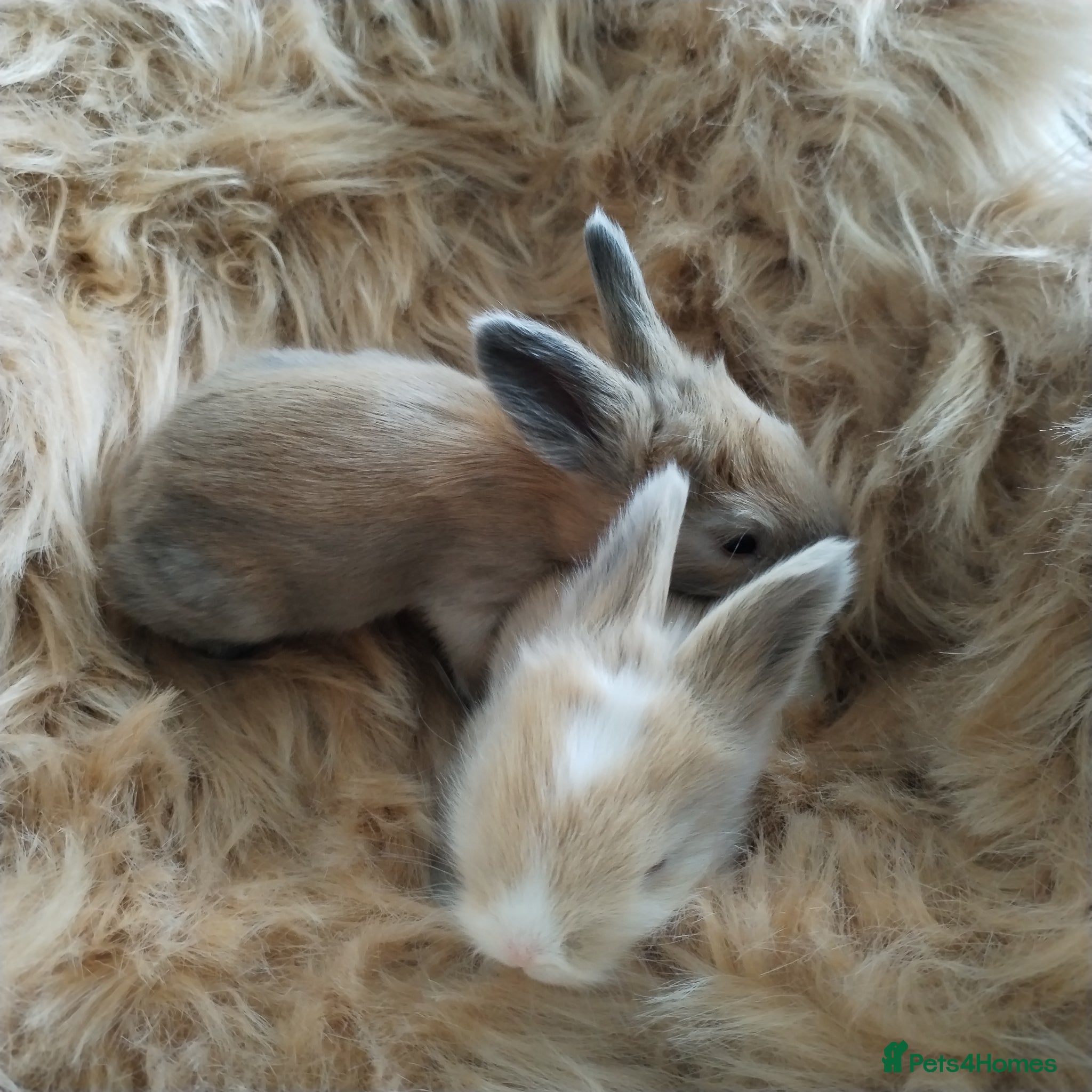 Angora rabbits English Angora Full Faced - Advert 13