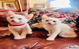 Mixed Breed cats for sale: *READY NOW* 3 Beautiful White Kittens - Image 15