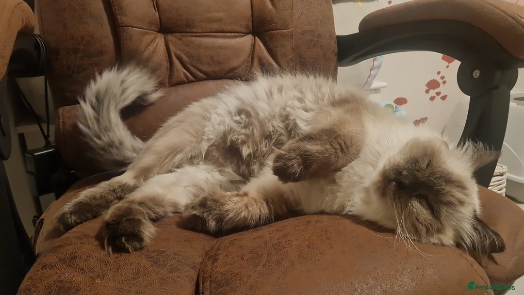 Mixed Breed cats for adoption: Ambrose is looking for love - Advert 2