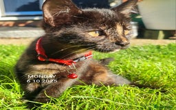 Mixed Breed cats for sale: Norwegian x pixiebob kittens mix available  - Image 8