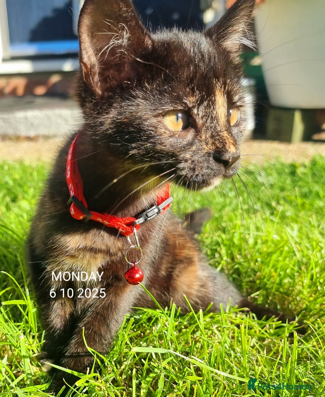 Mixed Breed cats for sale: Norwegian x pixiebob kittens mix available  - Image 8