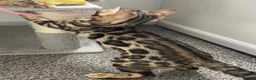 Bengal cats for sale: ‼️UPDATE ‼️Ready now TICA REGISTERED  - Advert 4