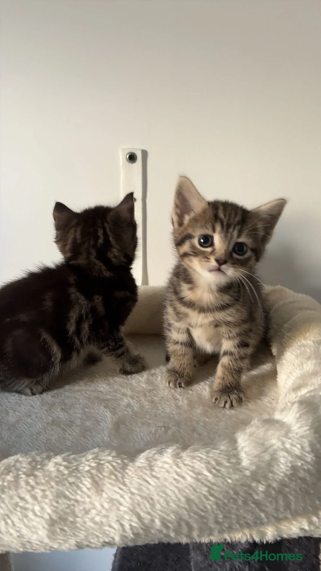 Mixed Breed cats for sale: 2 Adorable kittens - Ready for rehoming! - Advert 2