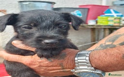 Patterdale Terrier dogs for sale: Well socialised Patterdales For Sale,ready now. - Image 33
