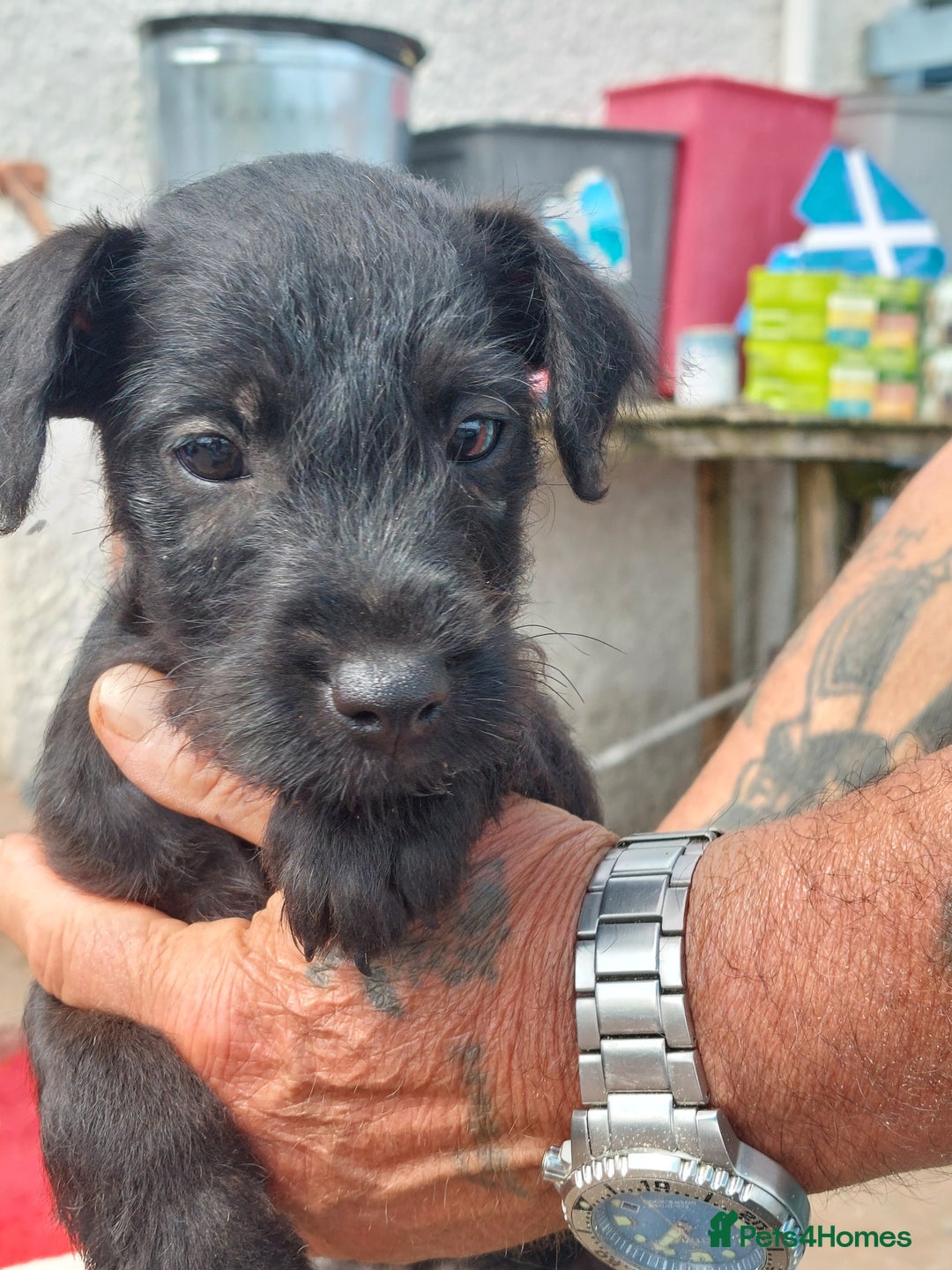 Patterdale Terrier dogs for sale: Well socialised Patterdales For Sale,ready now. - Image 33