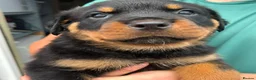 Rottweiler dogs for sale: Territory-Smart Tails & Watchful Souls-Rottweilers in Northampton - Advert 9