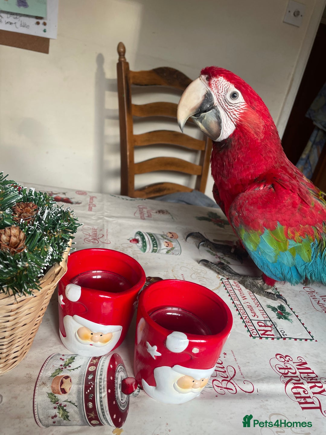 Macaws birds for sale: Baby green winged macaws - Advert 1