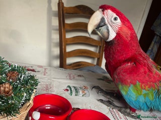 Macaws birds Baby green winged macaws - Advert 2