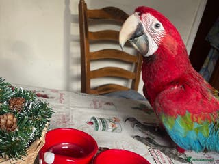 Macaws birds Baby green winged macaws - Advert 4