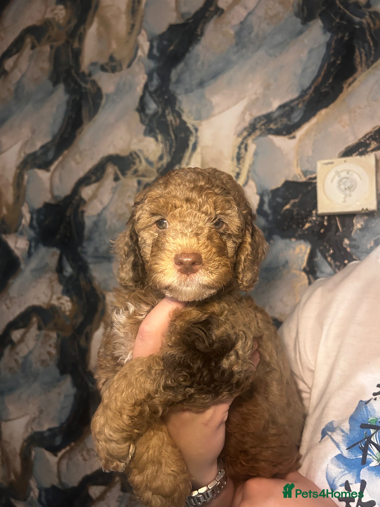 Sproodle dogs for sale: Sproodle puppies  in Accrington - Advert 6