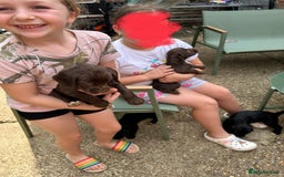 Sprocker dogs for sale: Sprocker Spaniel Puppies - Image 11