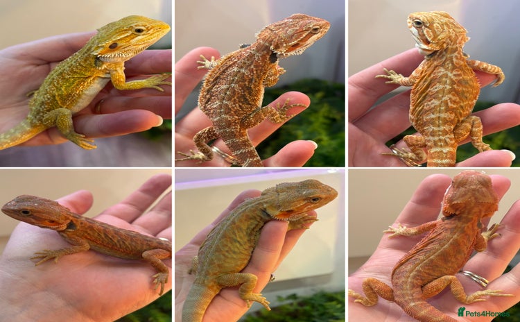 Bearded Dragon reptiles - Advert 1