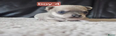Chihuahua 4
