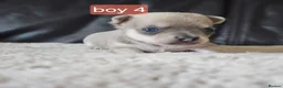 Chihuahua dogs for sale: 5 chiuaua baby boys - Advert 12