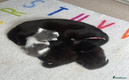 British Longhair cats for sale: Kittens for sale  - Image 2