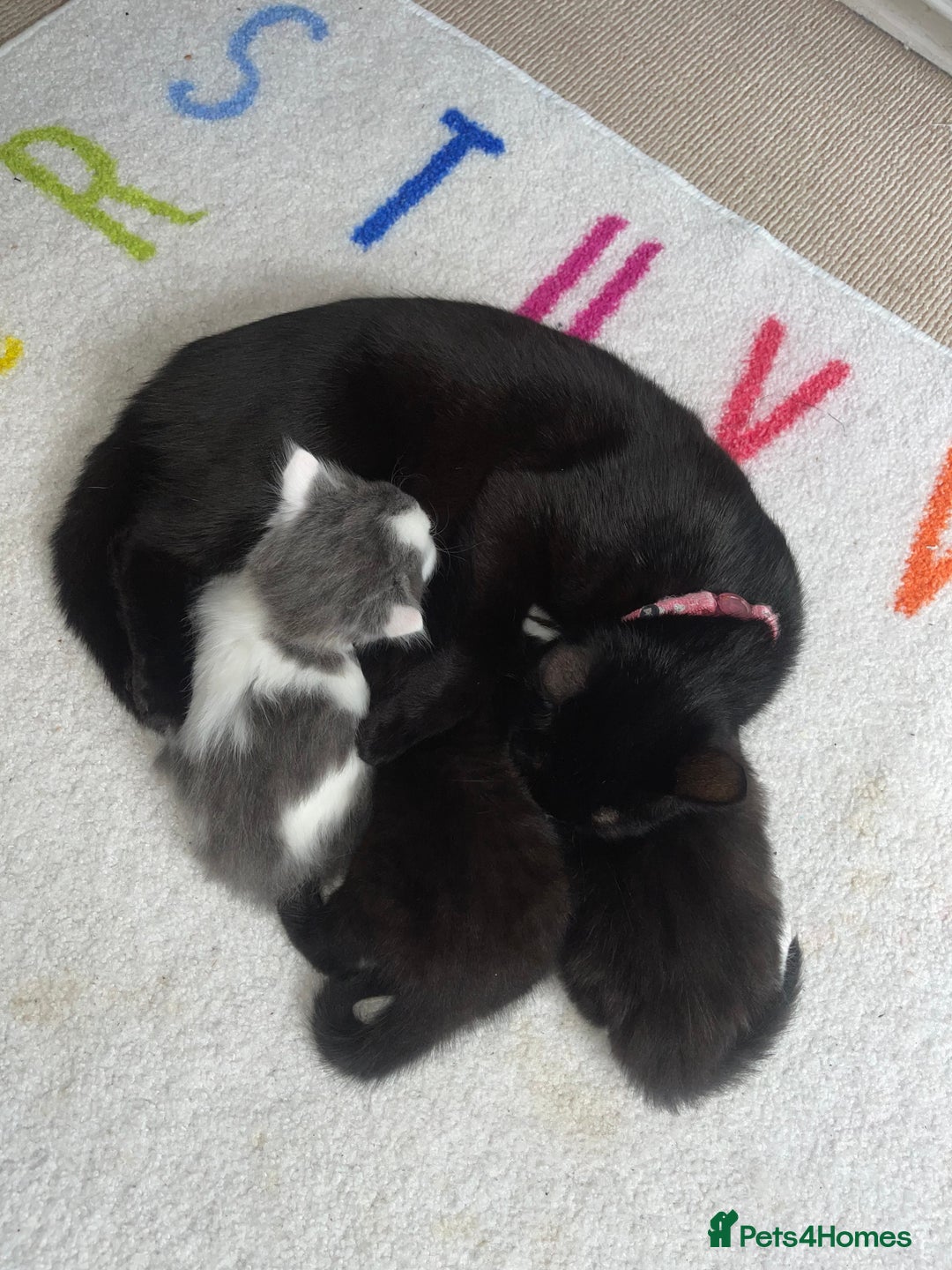 British Longhair cats for sale: Kittens for sale  - Image 2