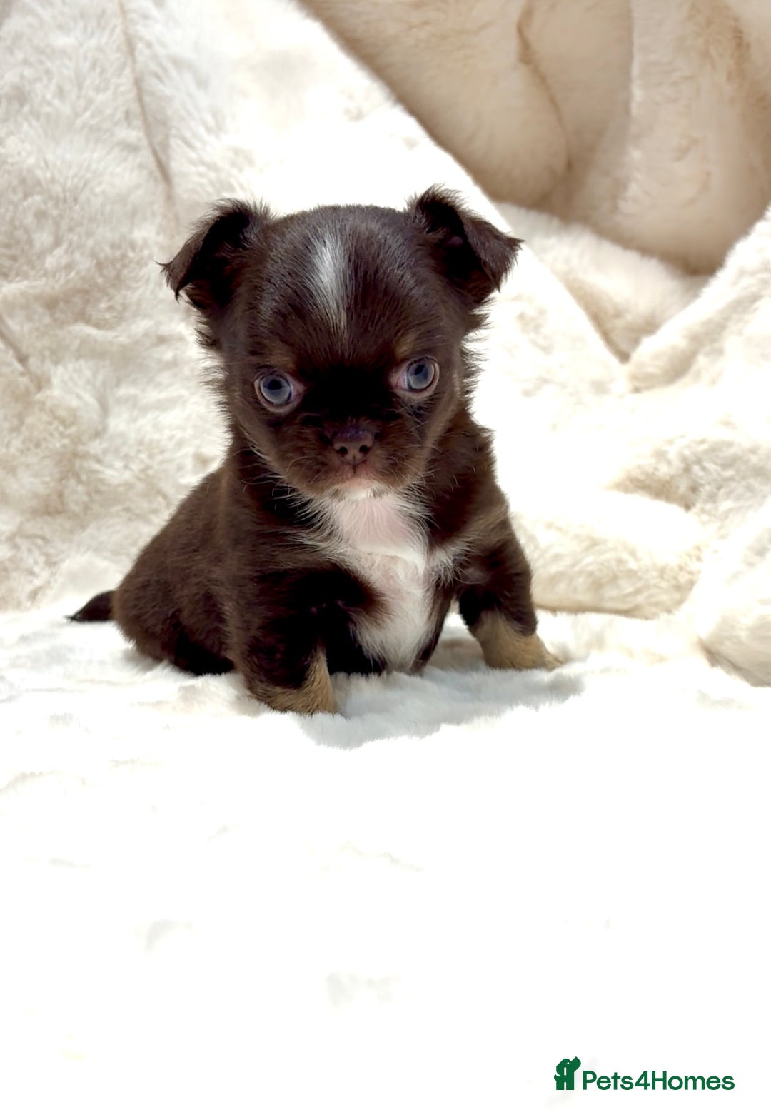 Chihuahua dogs for sale: QUALITY LONG COAT KC CHIHUAHUA PUPPIES  - Advert 29